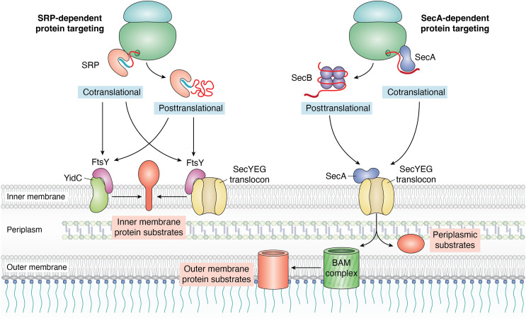 Schematic representation of the SecYEG translocon facilitating membrane protein insertion in synthetic cells. SecYEG forms a sealed pore connecting the cytoplasm to the membrane, working with YidC to properly orient and insert membrane proteins during translation.